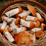 Wild mushrooms in a basket, representing Foraging 101