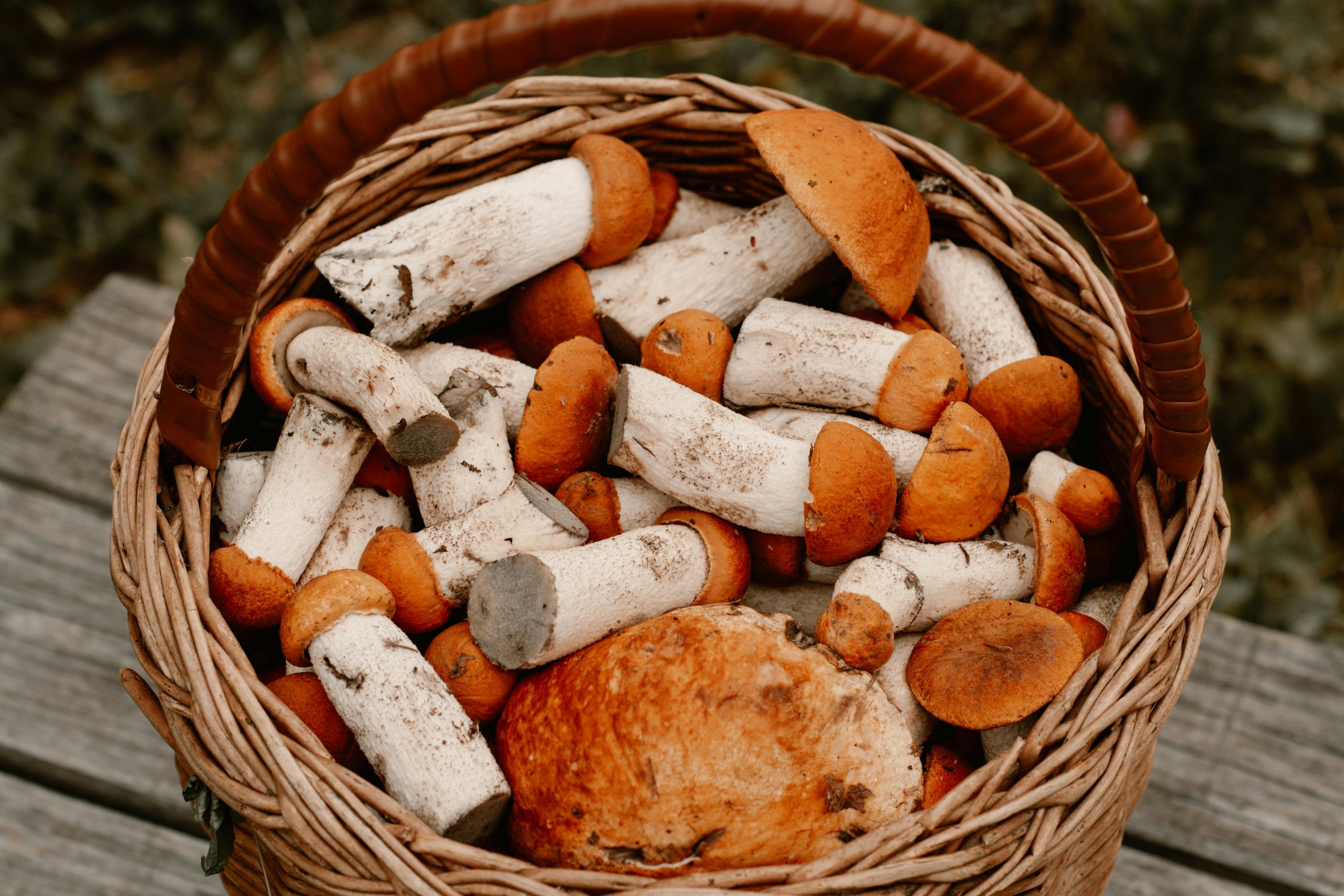 Wild mushrooms in a basket, representing Foraging 101